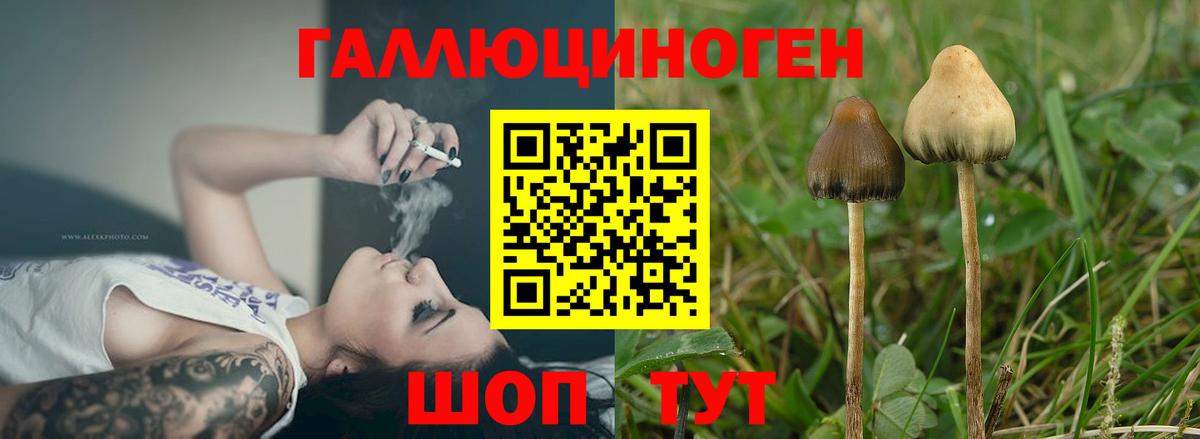 Галлюциногенные грибы прущие грибы  Вход с VPN  Новороссийск 